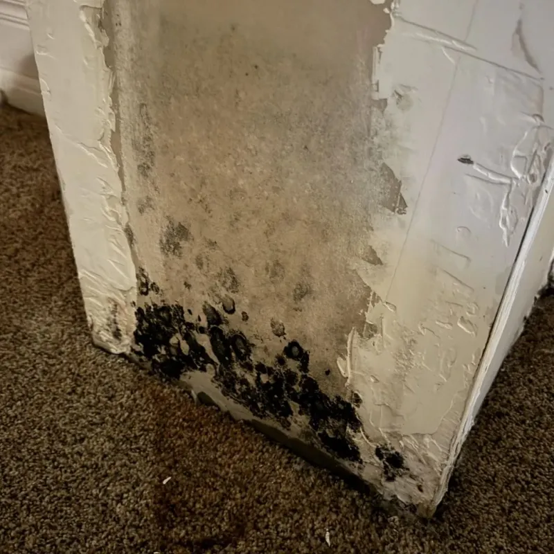 Professional Mold Removal in Erwin, TN